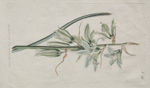 展示的植物杂志或花圃：  伯利恒之星