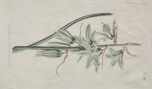 显示的植物杂志或花卉园：伯利恒之星，1794年。
