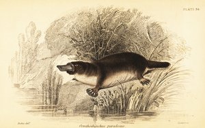 鸭嘴兽，Ornithorhynchus anatinus.，1841 年（雕刻） 作者 威廉·迪克斯