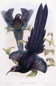 埃德玛库斯·埃利奥提（Epimachus Ellioti），病房，约1891-1898年 作者 威廉·哈特