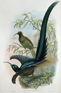 Epimachus Meyeri 作者 威廉·哈特