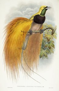 Paradisea奥古斯塔维多利亚，1891年至1898年 作者 威廉·哈特