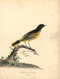 巴尔的摩黄莺，黄黄鹂。 （巴尔的摩黄莺，Oriolus baltimore）Matilda Hayes 手绘插图铜版雕刻，出自 William Hayes 的《伦敦奥斯特利公园动物园稀有和好奇鸟类肖像》：Bulmer 作者 威廉·海斯