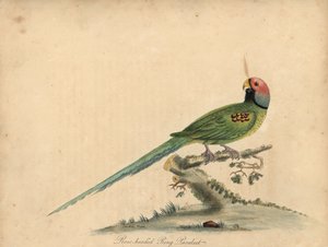 花头鹦鹉，Psittacula roseata。(玫瑰头环鹦鹉）威廉-海斯和他的女儿玛蒂尔达-海斯的手工彩色铜版画插图，选自威廉-海斯的《奥斯特博物馆珍稀奇特鸟类肖像》。 作者 威廉·海斯