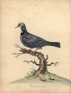 蓝头鹌鹑，Starnoenascyanocephala。 濒危。 （蓝头龟或鸽子，Columbacyanocephala）威廉·海斯 (William Hayes) 的手绘铜版插图，来自奥斯特利 P 动物园的稀有和好奇的鸟类肖像 作者 威廉·海斯