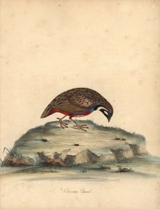 蓝胸鹌鹑，Coturnix chinensis。(中国鹌鹑，Tetrao chinensis）威廉-海斯（William Hayes）为奥斯特利公园门诊部珍稀奇特鸟类肖像绘制的插图的手工彩色铜版雕刻，伦敦：布尔默出版社。 作者 威廉·海斯