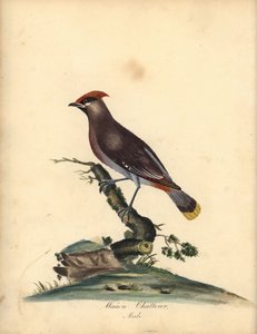 波希米亚腊翅鸟，Bombycilla garrulus。(Waxen chatterer，Ampelis garrulus）手工彩色铜版雕刻的插图，出自 William Hayes 的《奥斯特里公园珍稀奇特鸟类肖像》，伦敦：Bulmer。 作者 威廉·海斯