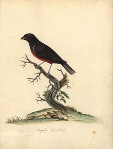 栗腹种子雀，Oryzoborus angolensis。 （安哥拉粗嘴雀、Loxia angolensis）威廉·海斯 (William Hayes) 手绘插图铜版雕刻，出自伦敦奥斯特利公园动物园珍稀和好奇鸟类的肖像：布尔默 (Bulmer) 作者 威廉·海斯