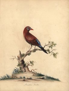 普通巴西雀（Uraeginthus granatinus），原产于非洲。(Brazilian finch, Fringilla granatina) 威廉-海斯（William Hayes）为《奥斯特利公园珍奇鸟类肖像》中的一幅插图绘制的手工彩色铜版画，伦敦：Bu. 作者 威廉·海斯
