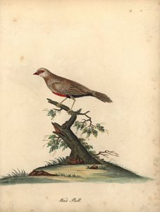 普通蜡嘴鸟，Estrilda astrild。 (Loxia astreld) 威廉·海斯 (William Hayes) 绘制的手绘铜版插图，选自《奥斯特利公园动物园珍稀鸟类肖像》。 作者 威廉·海斯
