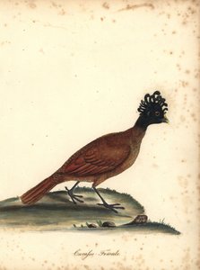 大疣鼻鸊，Crax rubra，雌，易危。M (Matilda) Hayes 手工绘制的铜版画插图，选自 William Hayes 的《奥斯特利公园珍奇鸟类肖像》，伦敦：Bulmer 出版社。 作者 威廉·海斯