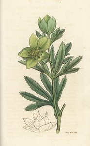 绿鹤望兰，Helleborus viridis。詹姆斯-索尔比（James Sowerby）的手工彩色铜版雕刻，选自伦敦詹姆斯-史密斯的《英国植物学》。 作者 威廉·海斯