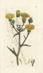 山楂牛舌，Piris hieracioides。 詹姆斯·索尔比 (James Sowerby) 手工上色铜版雕刻，来自伦敦詹姆斯·史密斯英国植物学 (James Smith