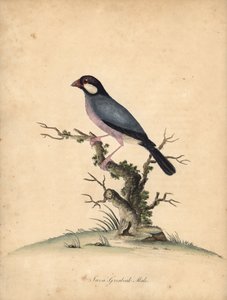 爪哇麻雀，Lonchura oryzivora。 易受伤害的。 （Java grosbeak，Loxea oryxivora）威廉·海耶斯（William Hayes）手绘插图铜版雕刻，来自伦敦奥斯特利公园动物园的稀有和好奇鸟类肖像：布尔默 作者 威廉·海斯