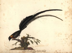 长尾天堂雀，雄性（红胸长尾雀，Emberiza paradisaea）手绘铜版画，插图作者为威廉-海斯（William Hayes），选自《奥斯特利公园门纳画廊珍稀奇特鸟类肖像》（Portraits of Rare and Curious Birds from the Menagery of Osterly Park, Lo）。 作者 威廉·海斯