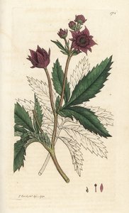 沼泽五叶草，科马鲁姆沼泽。詹姆斯-索尔比（James Sowerby）的手工彩色铜版雕刻，选自伦敦詹姆斯-史密斯的《英国植物学》。 作者 威廉·海斯