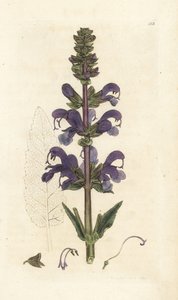 草甸快乐，鼠尾草。 詹姆斯·索尔比 (James Sowerby) 手工上色铜版雕刻，来自伦敦詹姆斯·史密斯英国植物学 (James Smith