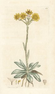 山蒿草，Tephroseris integrifolia (Cineraria integrifolia)。 詹姆斯·索尔比 (James Sowerby) 手工上色铜版雕刻，来自伦敦詹姆斯·史密斯英国植物学 (James Smith
