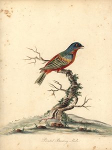 彩鹀，Passerina ciris，雄性。接近威胁。威廉-海斯（William Hayes）为《奥斯特里公园珍稀奇特鸟类肖像》（伦敦：Bulmer）中的一幅插图绘制的手工彩色铜版画。 作者 威廉·海斯
