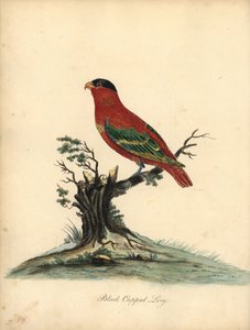 纯鼻百合，Lorius domicella。濒危。黑帽百灵，Psittacus domicilla。威廉-海斯（William Hayes）为《奥斯特里公园珍稀奇特鸟类肖像》（伦敦：Bulmer）中的一幅插图绘制的手工彩色铜版画。 作者 威廉·海斯