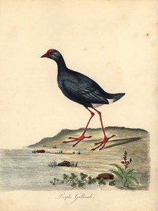 紫色沼泽，Porphyrio porphyrio。 （紫色鸡，Fulica porphyrio）威廉·海斯（William Hayes）手绘插图的铜版雕刻，来自奥斯特利公园动物园的稀有和好奇的鸟类肖像（伦敦：布尔默） 作者 威廉·海斯