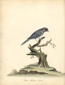红颊科登布鲁 (Uraeginthus begalus)。 （蓝腹雀，Fringilla benghalus。）威廉·海耶斯 (William Hayes) 的手绘铜版插图，来自奥斯特利公园动物园的稀有和好奇鸟类肖像（伦敦：布尔默） 作者 威廉·海斯