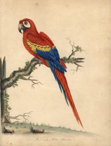 猩红金刚鹦鹉，Ara macao。 （红色和蓝色金刚鹦鹉，澳门鹦鹉）威廉·海耶斯和他的女儿玛蒂尔达的手绘插图铜版雕刻，来自威廉·海耶斯的奥斯特利公园动物园珍稀和好奇的鸟类肖像（伦敦） 作者 威廉·海斯