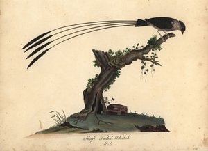 鞘尾白鹳（Vidua regia）。(Shaft-tailed whidah, Emberiza regia) 威廉-海斯（William Hayes）和他的女儿 M（玛蒂尔达）为伦敦奥斯特里公园的珍稀奇特鸟类肖像所绘插图的手工彩色铜版雕刻： 作者 威廉·海斯