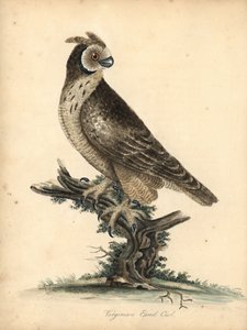 短耳鸮，Asio flammeus。 （弗吉尼亚耳鸮）威廉·海耶斯和他的女儿 M（玛蒂尔达）手绘插图的铜版雕刻，来自伦敦奥斯特利公园动物园的稀有和好奇鸟类的肖像：布尔默 作者 威廉·海斯