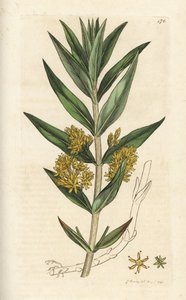 簇绒珍珠菜，Lysimachia thyrsiflora。 詹姆斯·索尔比 (James Sowerby) 手工上色铜版雕刻，来自伦敦詹姆斯·史密斯英国植物学 (James Smith