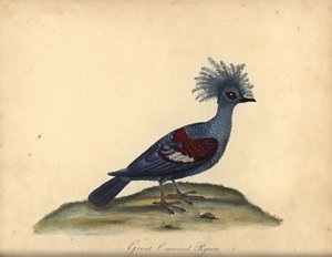 Western crowned pigeon, Goura cristata.(大冠印度鸽，Columba coronata）。易危。威廉-海斯（William Hayes）为《奥斯特里公园珍稀奇特鸟类肖像》（伦敦，伦敦，1984 年）中的插图绘制的手工彩色铜版画： 作者 威廉·海斯