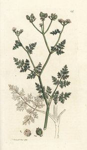 白色蕾丝花，Orlaya grandiflora（小芹菜或巴萨德芹，Caucalis daucoides）。詹姆斯-索尔比（James Sowerby）根据伦敦詹姆斯-史密斯（James Smith）的《英国植物学》绘制的手绘铜版画 作者 威廉·海斯