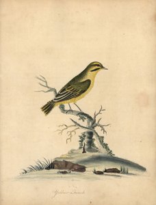 黄雀，Fringilla butyracea。灭绝了吗？威廉-海斯（William Hayes）为《奥斯特里公园珍稀奇特鸟类肖像》（伦敦：Bulmer）中的一幅插图绘制的手工彩色铜版画。 作者 威廉·海斯