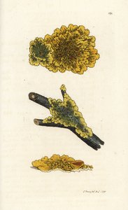 黄壁地衣，地衣 parietinus。 詹姆斯·索尔比 (James Sowerby) 手工上色铜版雕刻，来自伦敦詹姆斯·史密斯英国植物学 (James Smith