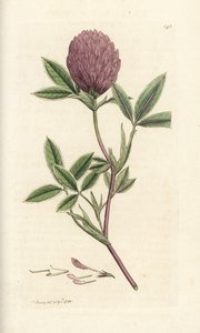 之字形三叶草或三叶草，三叶草介质。 詹姆斯·索尔比 (James Sowerby) 手工上色铜版雕刻，来自伦敦詹姆斯·史密斯英国植物学 (James Smith