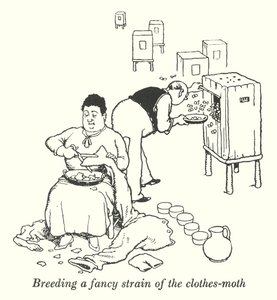 Breeding a fancy strain of the clothes-moth (litho) 作者 威廉·希思·罗宾逊