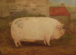 “Jumbo”，16个月大，41石，由J. Young，Newholm，Yorkshire，1886年培育