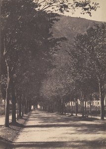 树木之街，波城，1854年。 作者 威廉·亨利·格布哈德
