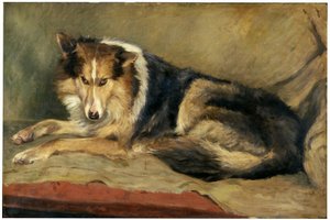 牧羊犬