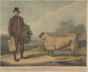 1840年7月15日在剑桥举行的R.A.S.年会上，由萨福克Gedgrave Hall的Thomas Crisp先生饲养的一只3岁大的南唐公羊获得了30塞弗里诺奖金。 作者 威廉·亨利·戴维斯