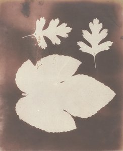 1.无花果叶子。2.白刺叶，1839年。 作者 威廉·亨利·福克斯·塔尔伯特