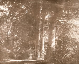 山毛榉树，拉科克修道院，1844年（棕褐色照片） 作者 威廉·亨利·福克斯·塔尔伯特