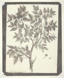 凯尔特兰 "植物雕刻副本 作者 威廉·亨利·福克斯·塔尔伯特