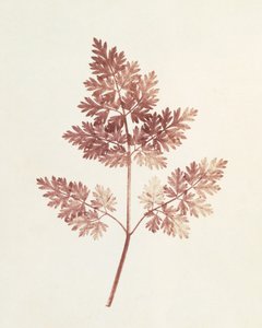 叶子的叶子，1843年 作者 威廉·亨利·福克斯·塔尔伯特