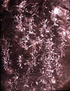 金银花，1840年6月（棕褐色照片）。