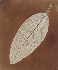 叶片研究，1839/1840 年（照片）