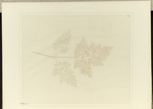 植物的叶子 作者 威廉·亨利·福克斯·塔尔伯特