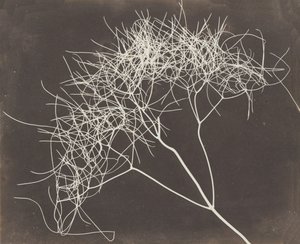 [野茴香]，1841-42。