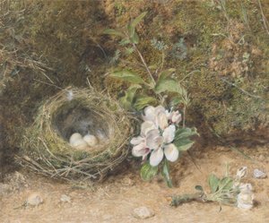 鸟巢用苹果花喷雾，c.1845-50（身体颜色和wc用粉笔和口香糖在纸上） 作者 威廉·亨利·亨特