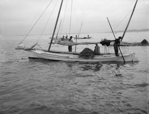 牡蛎疏浚。 c.1890-1910 作者 威廉·亨利·杰克逊